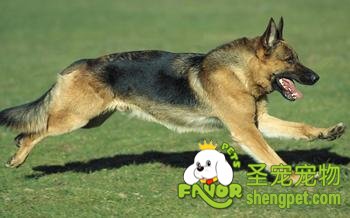 �¹�����Ȯ