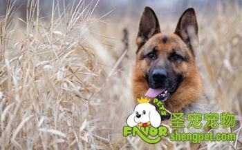 �¹�����Ȯ