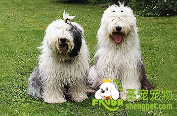 Ӣ���Ŵ�����Ȯ