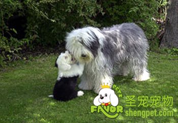 Ӣ���Ŵ�����Ȯ