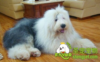 Ӣ���Ŵ�����Ȯ