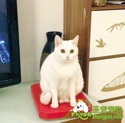 �����ֳ����ô��