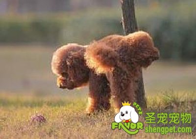 ������С�����ѵ��