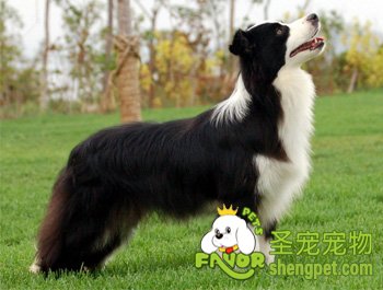 �߾�����Ȯ