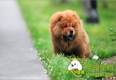 ��������������Ԥ������