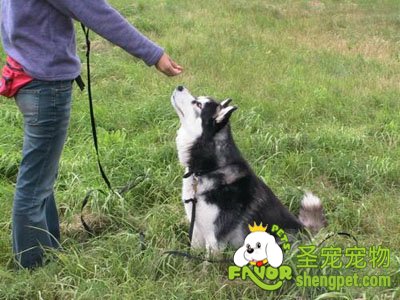 ѵ�������������Ƽ�����