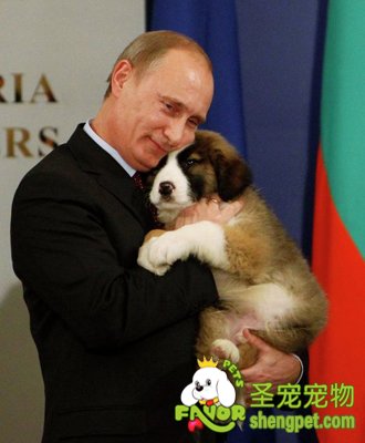 普京爱犬定名“巴菲” 5岁男孩给命名