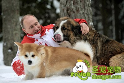 普京与宠物狗“巴菲”和“小梦”