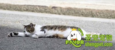 英国首相卡梅伦的“首席捕鼠官”“拉里”