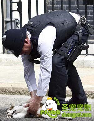 英国首相卡梅伦的“首席捕鼠官”“拉里”