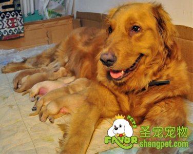 狗狗分娩前需要做的准备和分娩前的征兆