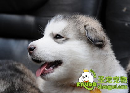 �����Ŀ�ǻ��������Щע������