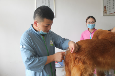 25期学员金毛犬美容实操练习