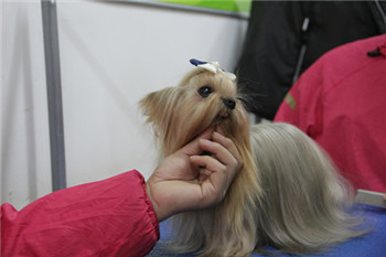 【圣宠培训】第29期宠物美容师综合班宠物SPA课程