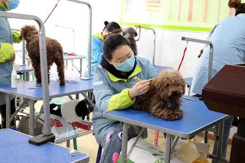 美容班35期2班泰迪犬洗澡实操课