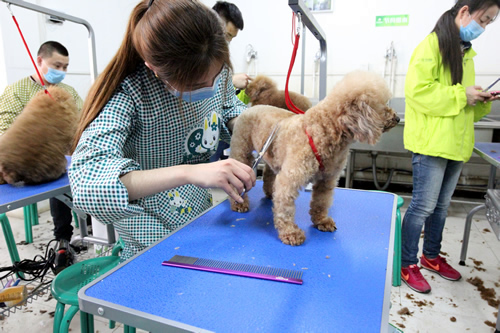 圣宠宠物美容34期2班修剪实操