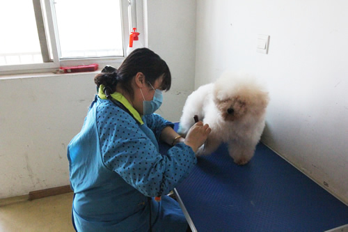 宠物美容学校35期美容班综合实操课
