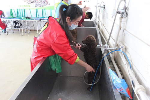 宠物美容学校35期美容班综合实操课