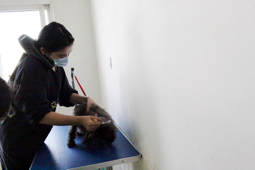 宠物美容学校35期美容班综合实操课