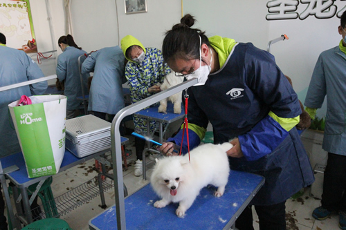 宠物美容学校35期美容班综合实操课