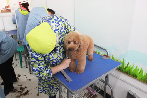 35期综合美容班泰迪犬修剪实操课